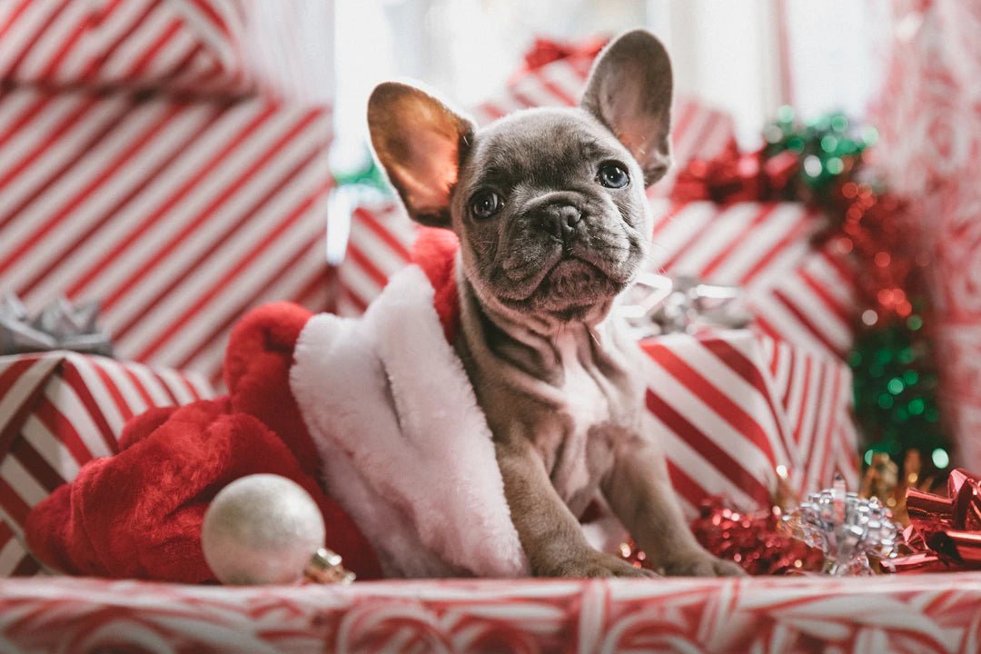 Unique Gifts for Pet Lovers They’ll Absolutely Adore - Shopuz